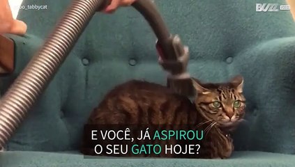 Alguma vez aspirou um gato?