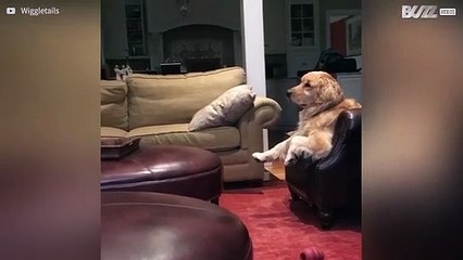 Cão de resgate adora relaxar a ver televisão
