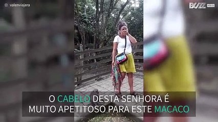 Macaco tenta comer cabelo de turista, que fica paralisada!