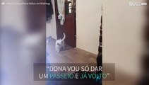 Gato inteligente sabe como abrir portas