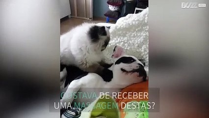 Cadela recebe massagem relaxante de gato!