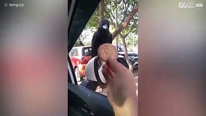 Corvo é um grande fã de bolachas