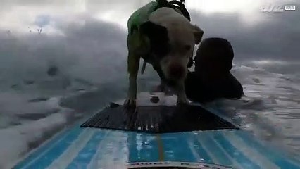 Cadela surfista treina para competição das "100 Ondas"