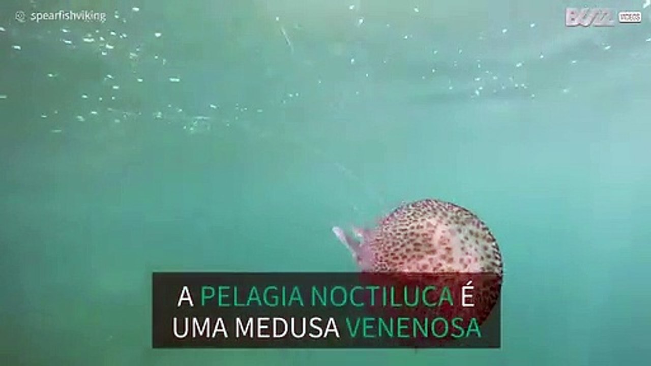 Água-viva hipnotizante flagrada na França
