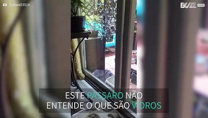 Pássaro tenta entrar à força em casa