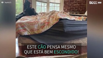 Cão adora se esconder no lençol da cama