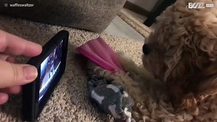 Cadela tenta salvar cão "preso" em tela de iPhone