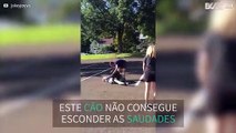 Cão recebe donos com grande entusiamo