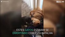 Cadela acaba com batalha entre gatos