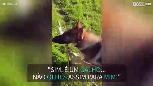 Pastor alemão é obcecado por galhos de árvores