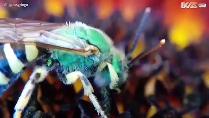 Vespa verde captada em macro filmagem