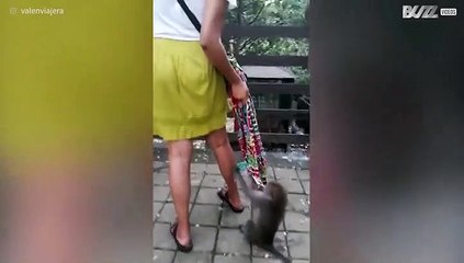 Turistas são "atacadas" na Floresta Sagrada dos Macacos