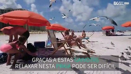 Gaivotas atacam banhistas em praia na Florida