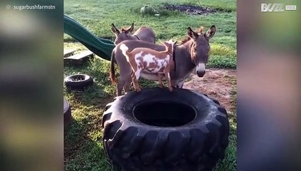 Cabra bebé e mini burro têm amizade adorável!