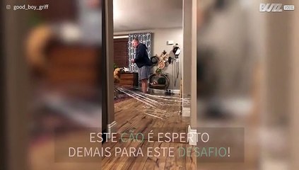 Golden retriever é muito esperto para este desafio