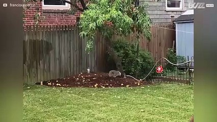 Marmota come pêssegos do vizinho há anos!