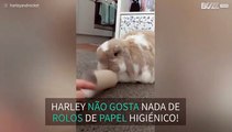 Coelho tem graves problemas com rolos de papel higiénico!