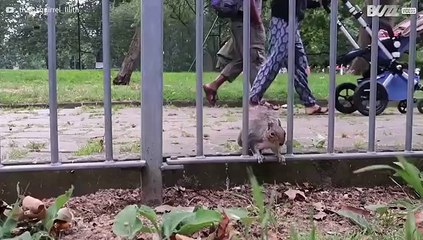 Esquilo londrino é obcecado por frutos secos