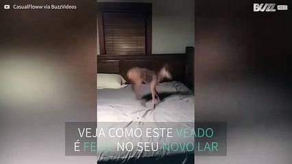 Veado bebé diverte-se aos saltos na cama