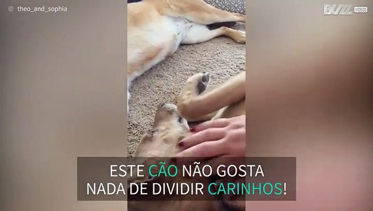 Cão ciumento não deixa seu amigo receber carinhos!