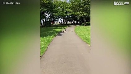 Para este cão felicidade significa: um galho gigante!