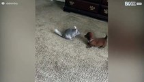 Cão e chinchila conhecem-se pela primeira vez!