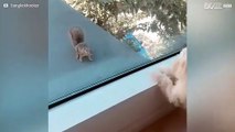 Cão faz um amigo novo... um esquilo!