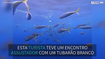 Mergulhadora tem encontro assustador com tubarão branco