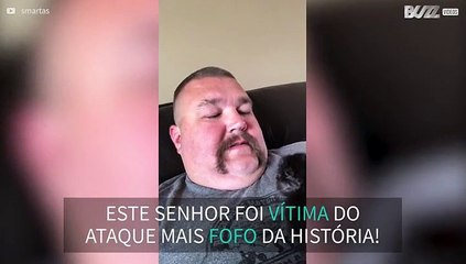 Gato de 4 semanas ataca dono de forma amorosa