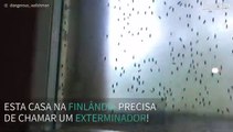 Centenas de insetos encontrados em casa na Finlândia