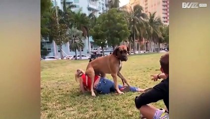 Um tributo adorável ao melhor amigo do ser humano!