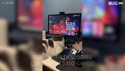 Dono descobre que tem um gato gamer