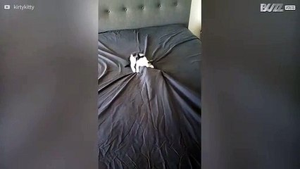 Gatas "ajudam" dona a fazer a cama!