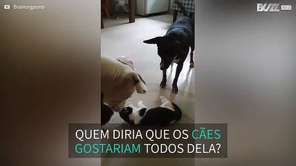 Gata é o centro da atenção de 5 cães!
