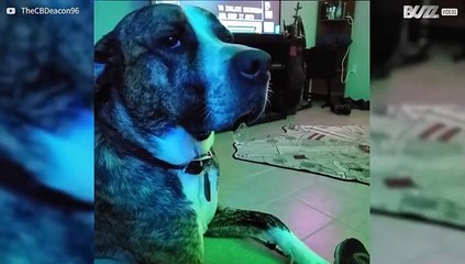Cão faz bolha de baba ao pedir comida!
