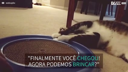 Gato adora brincar de bola com o dono
