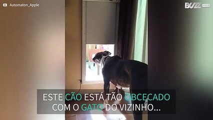 Cão fica obcecado com o gato do vizinho!