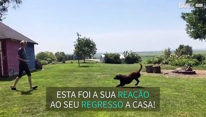 Reação emotiva de cão ao ver dono, após um ano de separação