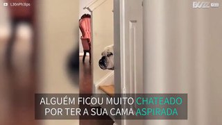 Cão fica chateado porque a sua cama foi aspirada