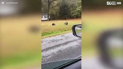 Mulher consegue comunicar com perus nos EUA