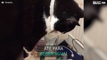 Gato escolhe beber água da forma mais díficil