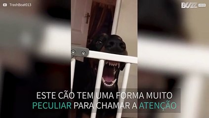 Cão chama a atenção de forma hilariante