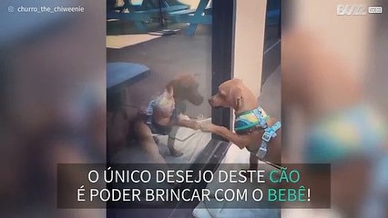 Cão não aguenta estar separado do seu amigo