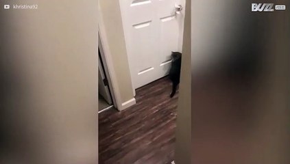 Gato aprende a abrir portas como um humano