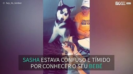 Husky siberiano conhece pela 1ª vez o seu filho