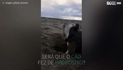 Cão acerta com areia em cheio em boca de criança!