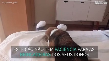 Meias fantoche não impressionam beagle