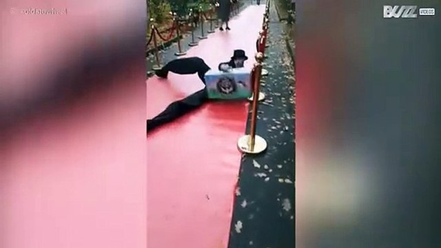 Artista de pernas de pau leva grande tombo em tapete vermelho