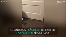 Este gato é um verdadeiro ladrão de elásticos de cabelo