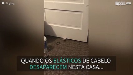 Este gato é um verdadeiro ladrão de elásticos de cabelo